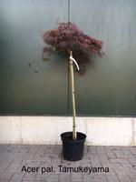 Acer pal. Red Tamukeyama