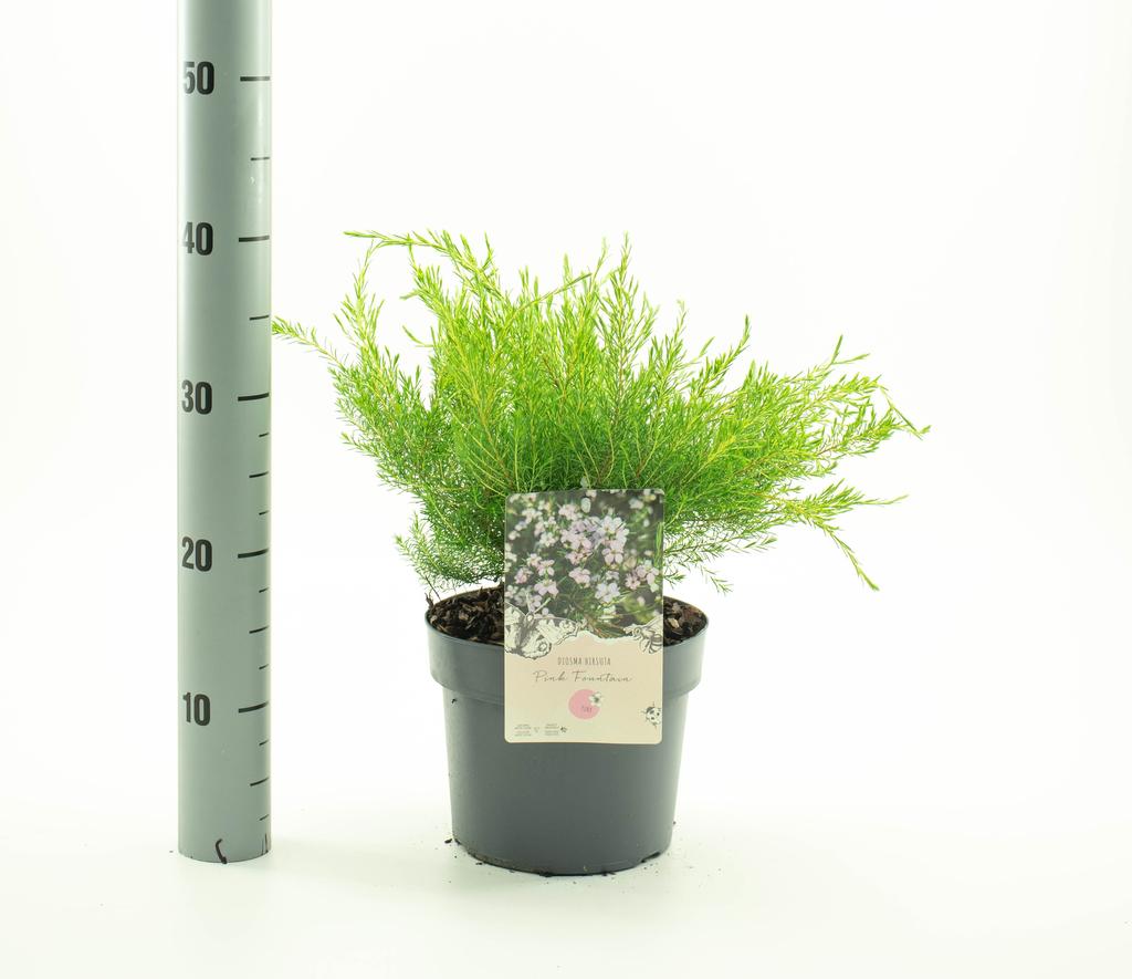 Picture of Diosma hirsuta Pink Fountain P19 (3 Ltr)