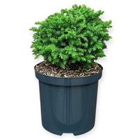 Cryptomeria j. Vilmoriniana