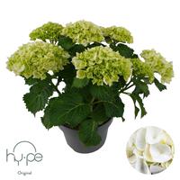 Hydrangea Mophead White | Hy-pe Original