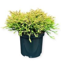 Thuja o. Golden Tuffet