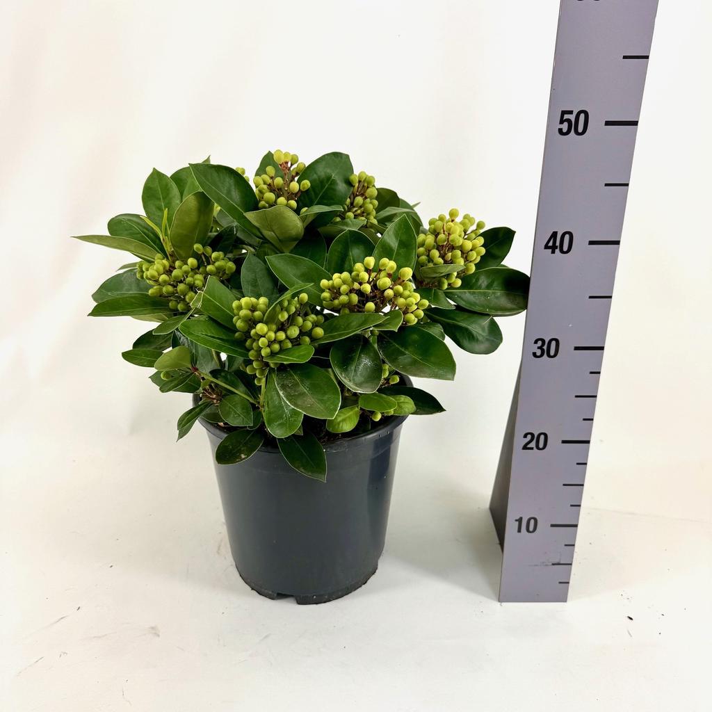 Picture of Skimmia jap. OBSESSION ® P24 (6 Ltr) 25/trusses