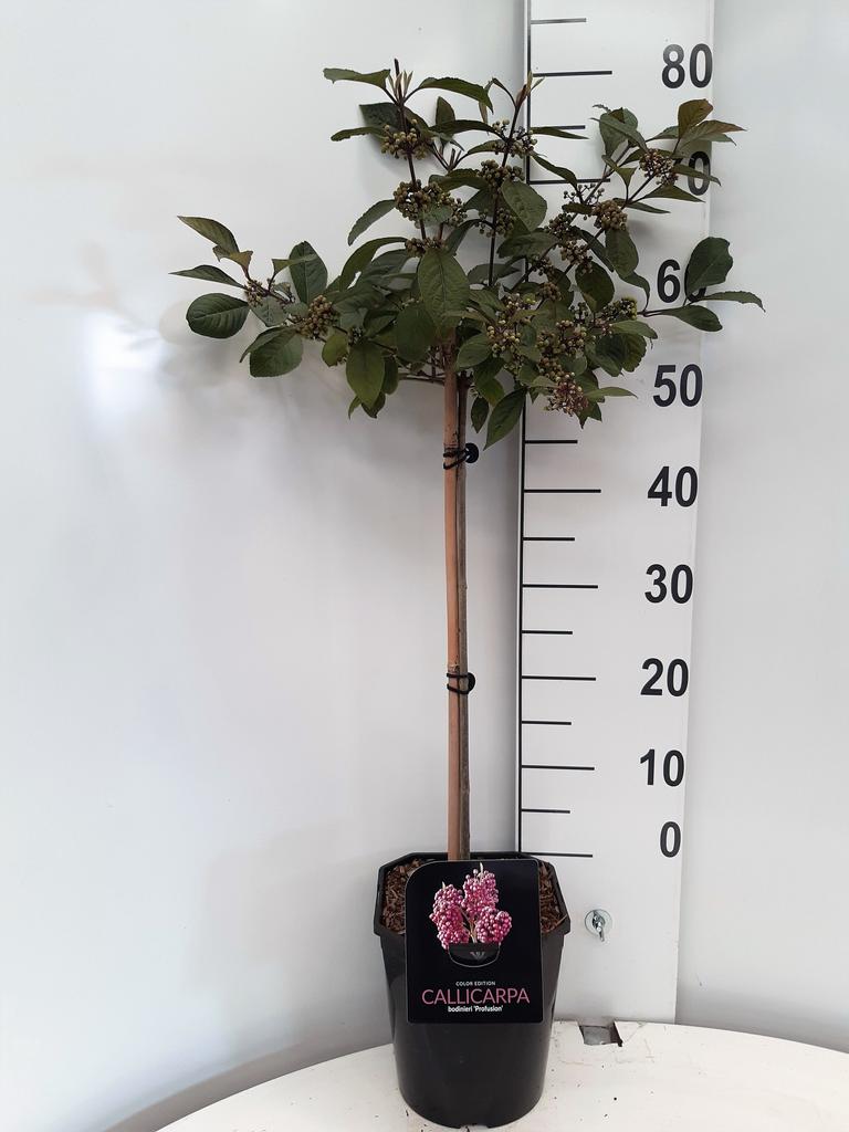 Afbeeldingen van Callicarpa bodinieri Profusion P21 (4 Ltr) 60/STD