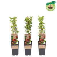 Ribes uva-crispa Hinnonmäki Röd