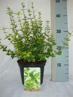Euonymus fort. Emerald 'n Gold