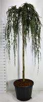 Cedrus atl. Glauca Pendula