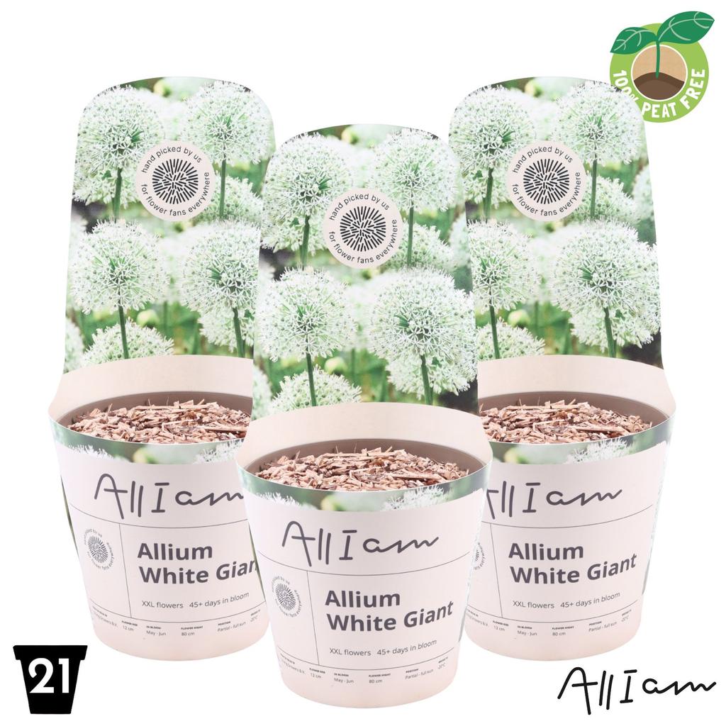 Picture of Allium White Giant XXL P21 (4 Ltr)