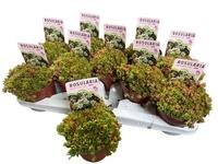 Rosularia sedoides Alba