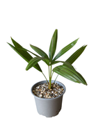 Trachycarpus fortunei