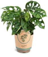 Monstera obliqua Adansonii