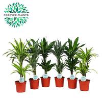 Dracaena deremensis in varieties