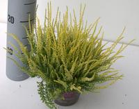 Calluna Garden Girls Yellow