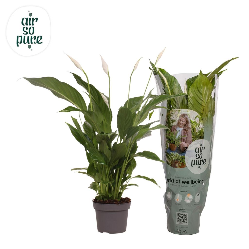 Picture of Spathiphyllum Strauss Air So Pure 70 cm P13 70CM