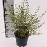 Ligustrum ibota Musli