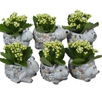 PTSUT8955 Arrangement Summer in animal pot