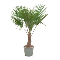 Trachycarpus fortunei (002)