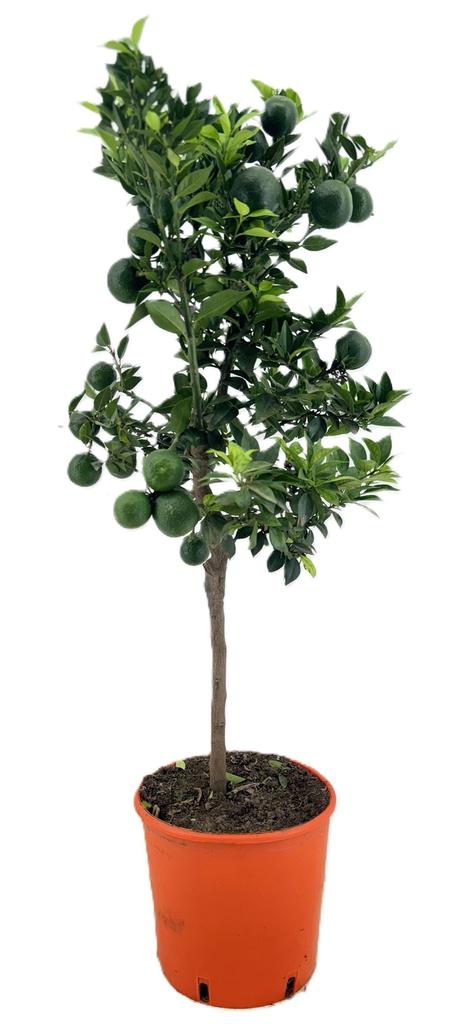 Picture of Citrus chinotto P21 (4 Ltr) STD