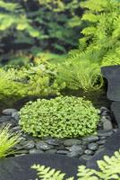Hydrocotyle nova-zealandiae