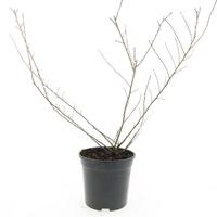 Escallonia Donard Seedling