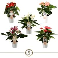 Anthurium Top in 5 varieties