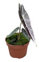 Alocasia Longiloba Purple