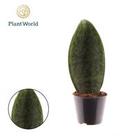 Sansevieria Masoniana Whale Fin
