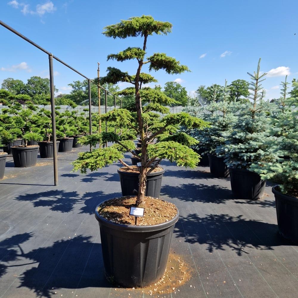 Picture of Juniperus com. Green Carpet C130 BONSAI-140/150