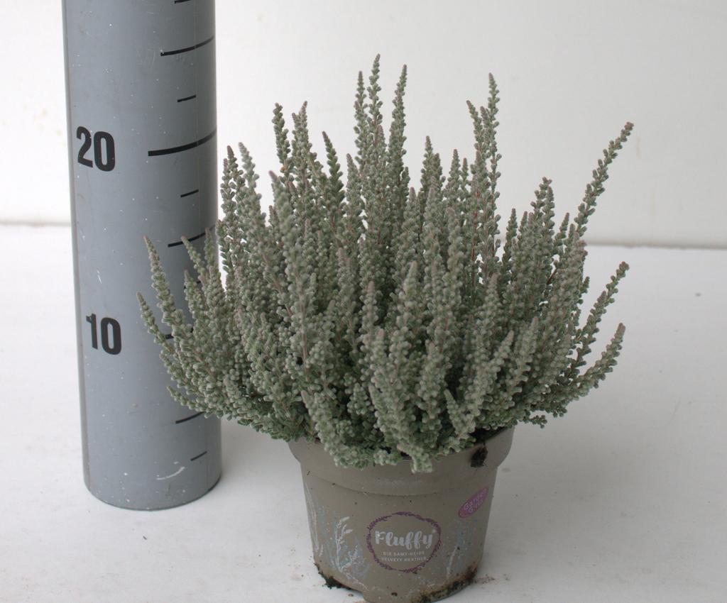 Picture of Calluna Garden Girls Fluffy + label P12 24CM