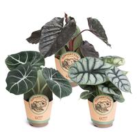 Alocasia collection