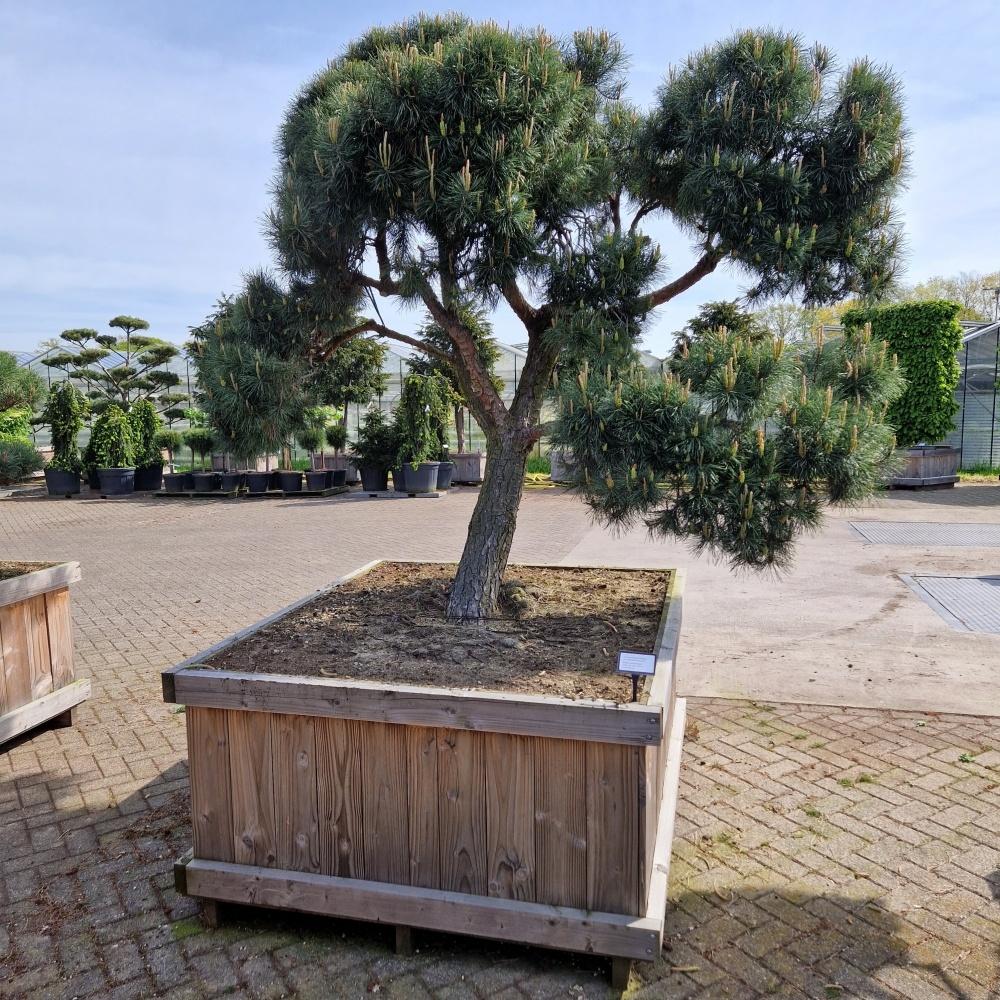 Picture of Pinus sylvestris Norsky 130-X-130 BONSAI-200/225