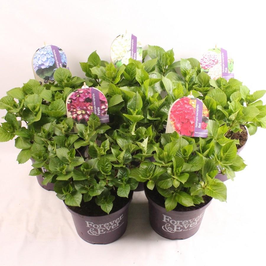 Picture of Hydrangea Forever & Ever in varieties P23 (5 Ltr)
