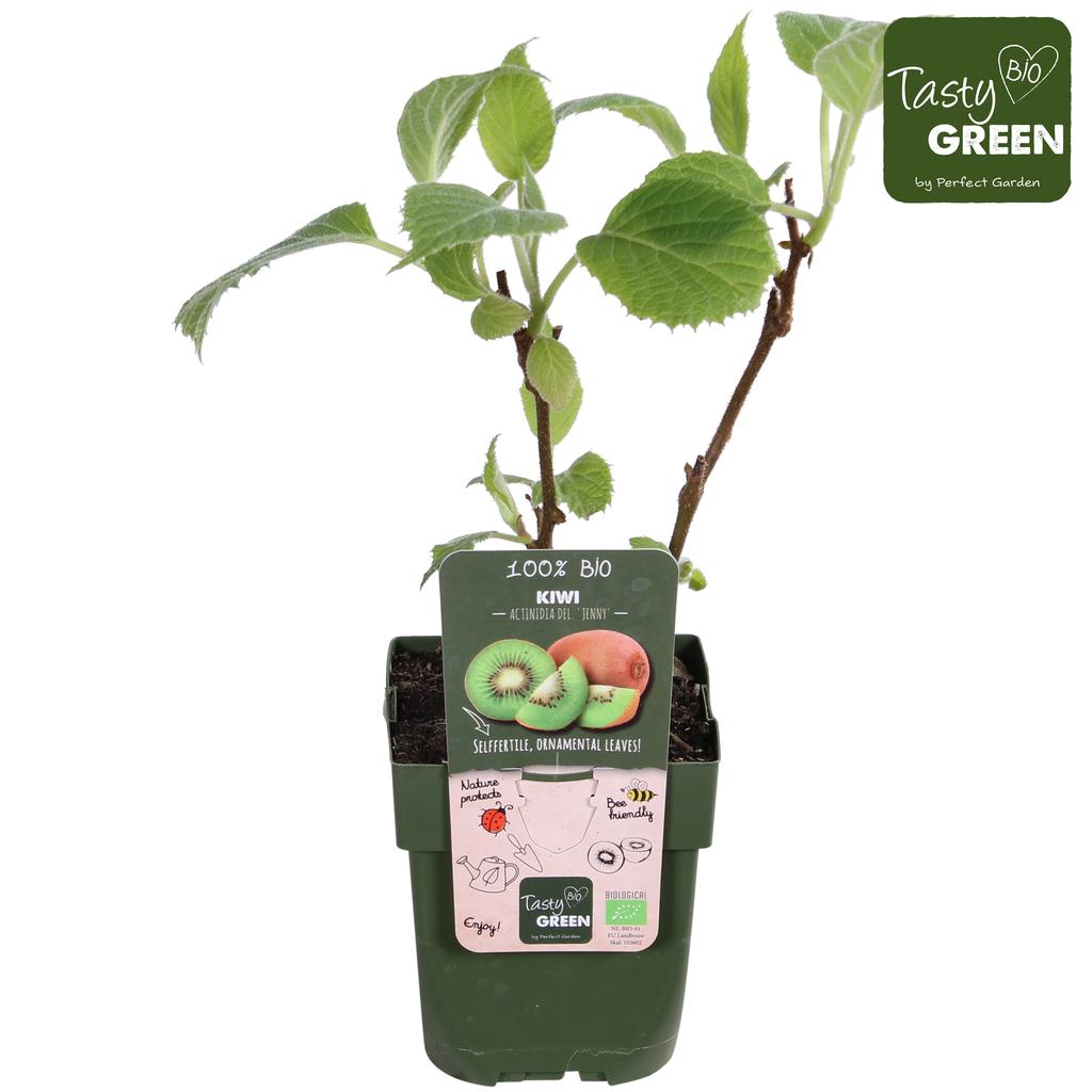 Picture of Actinidia del. Jenny P13 organic