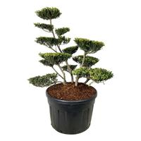 Ilex cr. Green Lustre