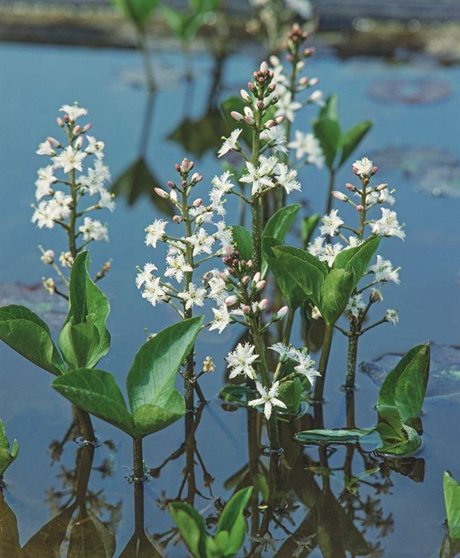 Picture of Menyanthes trifoliata P18 (2.5 Ltr)