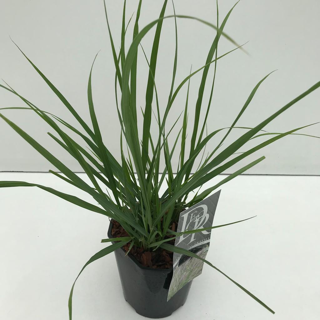 Obrazek Pennisetum Red Head P17 (2 Ltr) Square