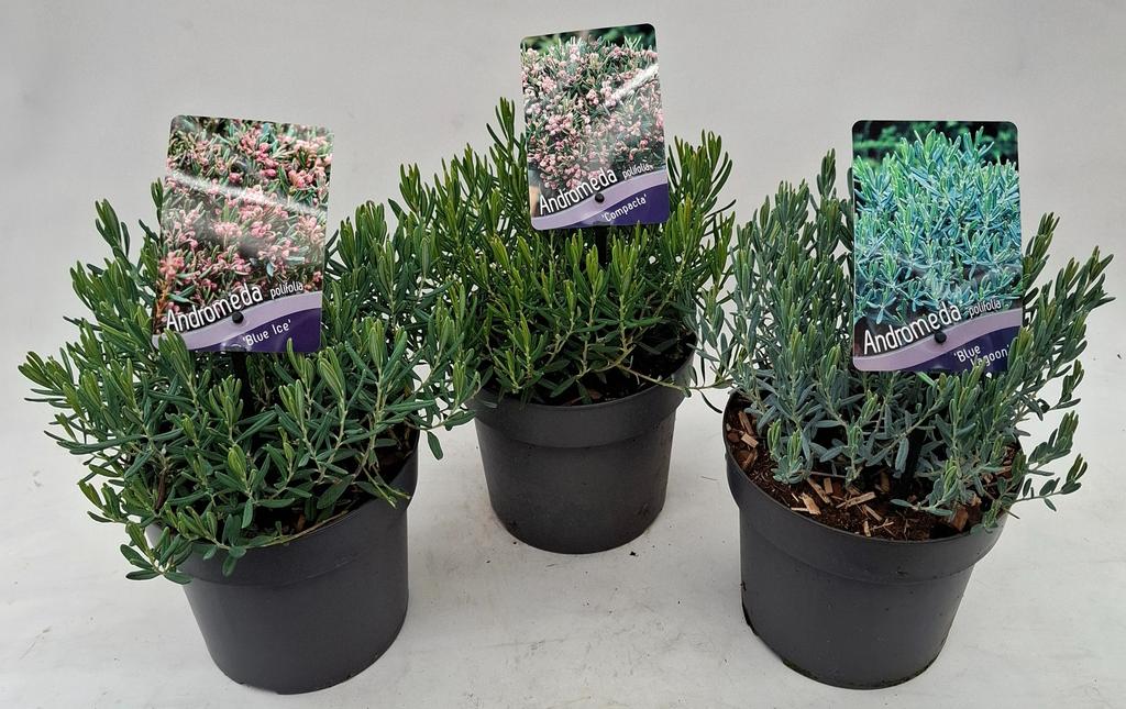 Picture of Andromeda pol. in varieties P17 (2 Ltr)