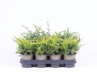 Juniperus in varieties