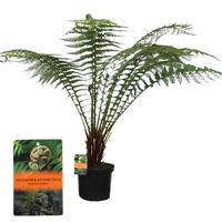 Dicksonia Antarctica (Tasmanian Treefern)
