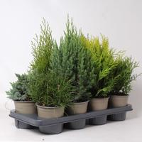 Coniferen in varieties