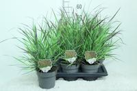 Panicum virg. Blood Brothers