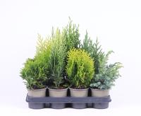 Coniferen in varieties