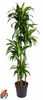 Dracaena Hawaiiana 120-90-60-30