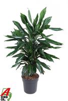 Dracaena Janet Lind branched