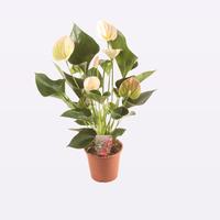 Anthurium Perito Pearl