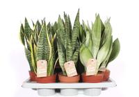 Sansevieria in varieties