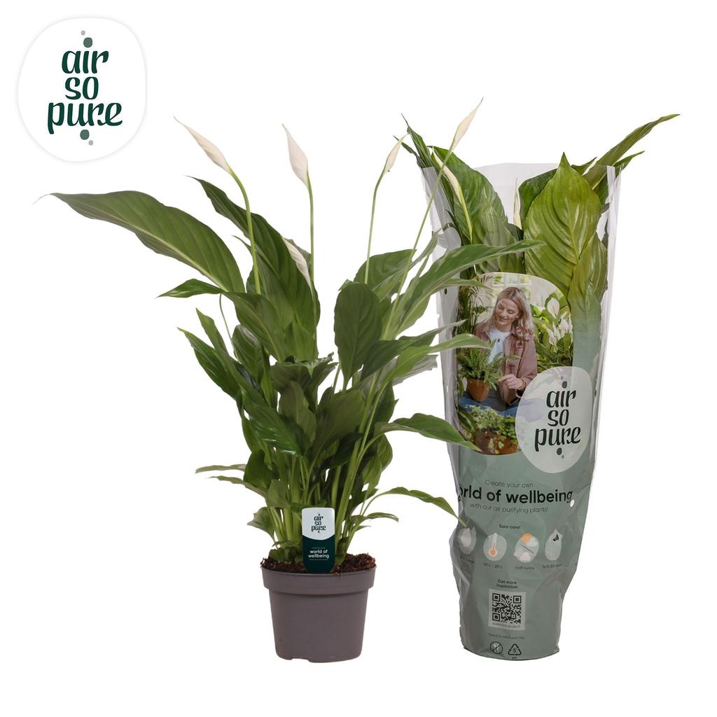Picture of Spathiphyllum Strauss Air So Pure 70 cm P13 70CM