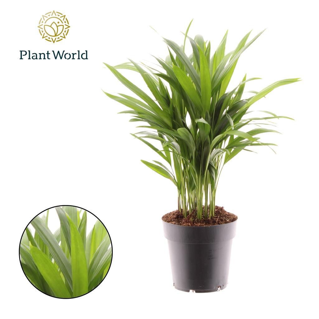 Picture of Dypsis lutescens (Areca) (Decorum) P14 55CM