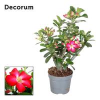 Adenium obesum Red
