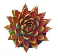 Echeveria Miranda chameleon special