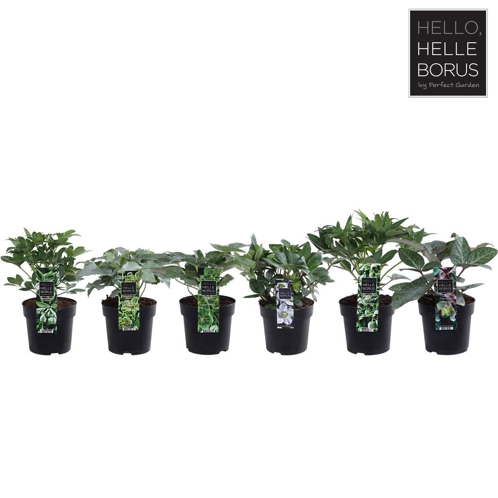 Obrázek Helleborus hybride in varieties P14
